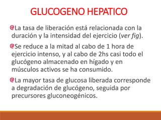 GLUCOGENO HEPATICO
La tasa de liberación está relacionada con la
duración y la intensidad del ejercicio (ver fig).
Se reduce a la mitad al cabo de 1 hora de
ejercicio intenso, y al cabo de 2hs casi todo el
glucógeno almacenado en hígado y en
músculos activos se ha consumido.
La mayor tasa de glucosa liberada corresponde
a degradación de glucógeno, seguida por
precursores gluconeogénicos.
 