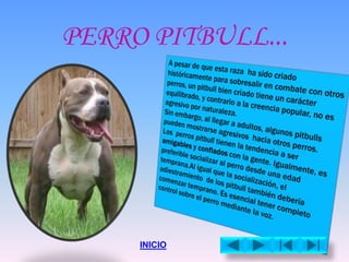 PERRO PITBULL...
INICIO