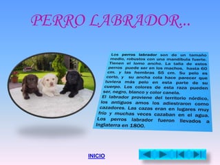 PERRO LABRADOR...
INICIO
