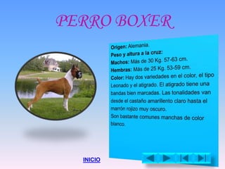 PERRO BOXER
INICIO