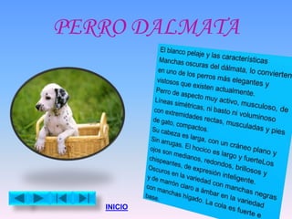 PERRO DALMATA
INICIO