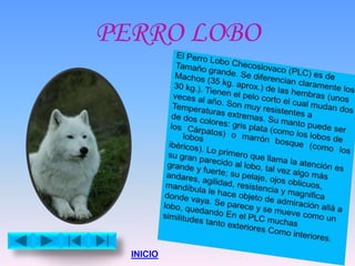 PERRO LOBO
INICIO