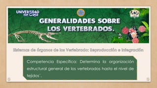 Competencia Específica: Determina la organización
estructural general de los vertebrados hasta el nivel de
tejidos´.
 