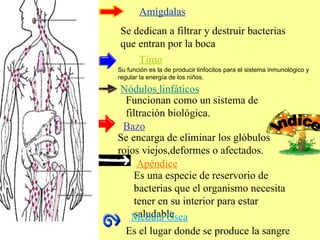 Se encarga de eliminar los glóbulos rojos viejos,deformes o afectados. Se dedican a filtrar y destruir bacterias que entran por la boca Su función es la de producir linfocitos para el sistema inmunológico y regular la energía de los niños.  Es una especie de reservorio de bacterias que el organismo necesita tener en su interior para estar saludable Funcionan como un sistema de filtración biológica. Es el lugar donde se produce la sangre Amígdalas Timo Nódulos   linfáticos Bazo Medula Ósea Apéndice Indice 