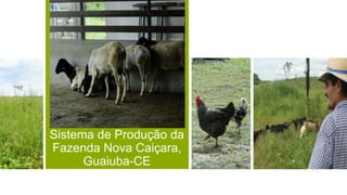 Sistema de Produção da
Fazenda Nova Caiçara,
Guaiuba-CE
 
