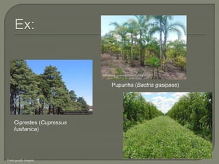 Ciprestes (Cupressus
lusitanica)
Pupunha (Bactris gasipaes)
Fonte:google imagens
 