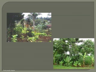 Fonte:google imagens
 