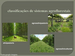 Fonte:google imagens
silvipastoris
agrossilvipastoris
agrossilviculturais
 