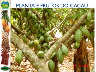 PLANTA E FRUTOS DO CACAU
 