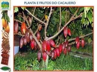 PLANTA E FRUTOS DO CACAUEIRO
 