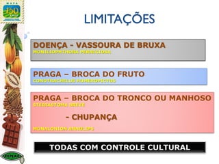 LIMITAÇÕES
PRAGA – BROCA DO FRUTO
CONOTRACHELUS HUMEROPICTUS
PRAGA – BROCA DO TRONCO OU MANHOSO
STEIRASTOMA BREVE
- CHUPANÇA
MONALONION ANNULIPS
DOENÇA - VASSOURA DE BRUXA
MONILIOPHTHORA PERNICIOSA
TODAS COM CONTROLE CULTURAL
 
