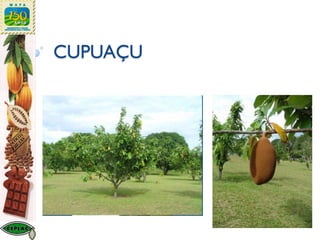 CUPUAÇU
 