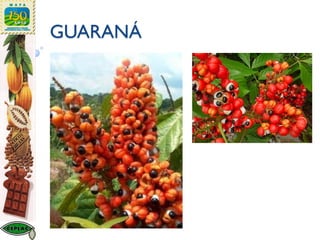 GUARANÁ
 