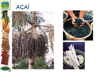 AÇAÍ
 