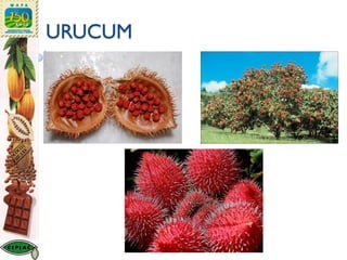 URUCUM
 