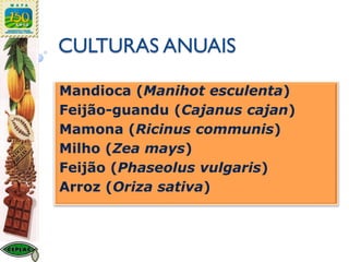 CULTURAS ANUAIS
Mandioca (Manihot esculenta)
Feijão-guandu (Cajanus cajan)
Mamona (Ricinus communis)
Milho (Zea mays)
Feijão (Phaseolus vulgaris)
Arroz (Oriza sativa)
 