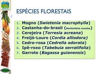 ESPÉCIES FLORESTAIS
1. Mogno (Swietenia macrophylla)
2. Castanha-do-brasil (Bertholletia excelsa)
3. Cerejeira (Torresia acreana)
4. Freijó-Louro (Cordia alliodora)
5. Cedro-rosa (Cedrella odorata)
6. Ipê-roxo (Tabebuia serratifolia)
7. Garrote (Bagassa guianensis)
 
