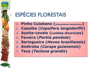 ESPÉCIES FLORESTAIS
1. Pinho Cuiabano (Schyzolobium amazonicum)
2. Copaíba (Copaifera langsdorffii)
3. Açoita-cavalo (Luehea divaricata)
4. Faveira (Parkia pendula)
5. Seringueira (Hevea brasiliensis)
6. Andiroba (Carapa guianensis)
7. Teca (Tectona grandis)
 