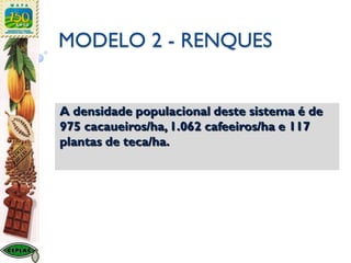 MODELO 2 - RENQUES
A densidade populacional deste sistema é de
975 cacaueiros/ha, 1.062 cafeeiros/ha e 117
plantas de teca/ha.
 