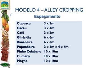 MODELO 4 – ALLEY CROPPING
Cupuaçu 3 x 3m
Cacau 3 x 3m
Café 3 x 2m
Gliricídia 6 x 6m
Bananeira 6 x 6m
Pupunheira 3 x 2m e 4 x 4m
Pinho Cuiabano 10 x 10m
Cumarú 10 x 10m
Mogno 10 x 10m
Espaçamento
 