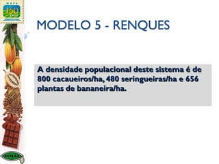 MODELO 5 - RENQUES
A densidade populacional deste sistema é de
800 cacaueiros/ha, 480 seringueiras/ha e 656
plantas de bananeira/ha.
 