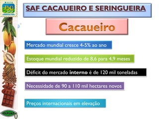 SAF CACAUEIRO E SERINGUEIRA
Mercado mundial cresce 4-5% ao ano
Estoque mundial reduzido de 8,6 para 4,9 meses
Déficit do mercado interno é de 120 mil toneladas
Necessidade de 90 a 110 mil hectares novos
Preços internacionais em elevação
 