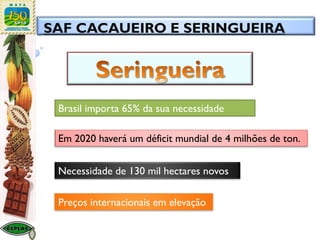 Em 2020 haverá um déficit mundial de 4 milhões de ton.
Brasil importa 65% da sua necessidade
Necessidade de 130 mil hectares novos
Preços internacionais em elevação
SAF CACAUEIRO E SERINGUEIRA
 