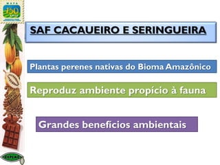 Plantas perenes nativas do Bioma Amazônico
Reproduz ambiente propício à fauna
Grandes benefícios ambientais
SAF CACAUEIRO E SERINGUEIRA
 