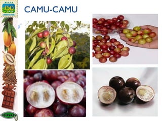 CAMU-CAMU
 