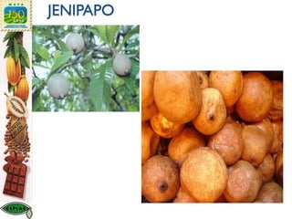 JENIPAPO
 