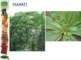 MAPATI
 