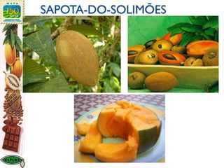 SAPOTA-DO-SOLIMÕES
 
