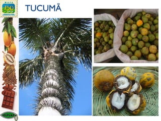 TUCUMÃ
 