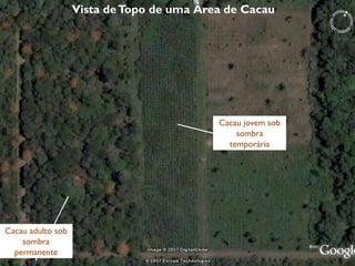 Cacau adulto sob
sombra
permanente
Cacau jovem sob
sombra
temporária
Vista deTopo de uma Área de Cacau
 