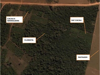PASTAGEM
FLORESTA
CACAU E
SERINGUEIRA SAF CACAU
 