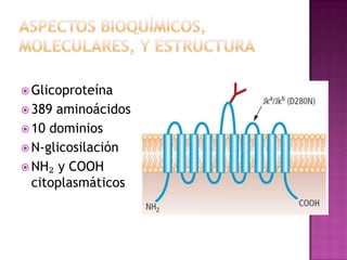  Glicoproteína
 389

aminoácidos
 10 dominios
 N-glicosilación
 NH₂ y COOH
citoplasmáticos

 