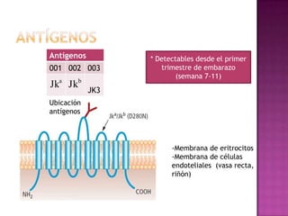 Antígenos
001 002 003

Jka Jkb

* Detectables desde el primer
trimestre de embarazo
(semana 7-11)

JK3

Ubicación
antígenos

-Membrana de eritrocitos
-Membrana de células
endoteliales (vasa recta,
riñón)

 