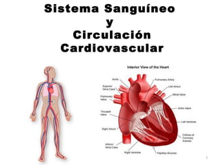 Sistema Sanguíneo
y
Circulación
Cardiovascular

1

 