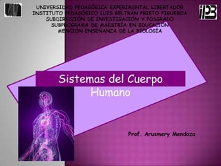 Sistemas del Cuerpo Humano Prof. Arusmery Mendoza 