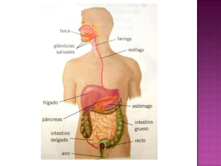 Resultat d'imatges de recorrido cuerpo humano