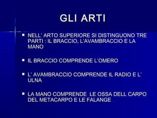 GLI ARTIGLI ARTI
 NELL’ ARTO SUPERIORE SI DISTINGUONO TRENELL’ ARTO SUPERIORE SI DISTINGUONO TRE
PARTI : IL BRACCIO, L’AVAMBRACCIO E LAPARTI : IL BRACCIO, L’AVAMBRACCIO E LA
MANOMANO
 IL BRACCIO COMPRENDE L’OMEROIL BRACCIO COMPRENDE L’OMERO
 L’ AVAMBRACCIO COMPRENDE IL RADIO E L’L’ AVAMBRACCIO COMPRENDE IL RADIO E L’
ULNAULNA
 LA MANO COMPRENDE LE OSSA DELL CARPOLA MANO COMPRENDE LE OSSA DELL CARPO
DEL METACARPO E LE FALANGEDEL METACARPO E LE FALANGE
 