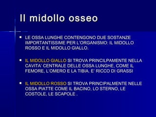 Il midollo osseoIl midollo osseo
 LE OSSA LUNGHE CONTENGONO DUE SOSTANZELE OSSA LUNGHE CONTENGONO DUE SOSTANZE
IMPORTANTISSIME PER L’ORGANISMO: IL MIDOLLOIMPORTANTISSIME PER L’ORGANISMO: IL MIDOLLO
ROSSO E IL MIDOLLO GIALLO.ROSSO E IL MIDOLLO GIALLO.
 IL MIDOLLO GIALLOIL MIDOLLO GIALLO SI TROVA PRINCILPAMENTE NELLASI TROVA PRINCILPAMENTE NELLA
CAVITA’ CENTRALE DELLE OSSA LUNGHE, COME ILCAVITA’ CENTRALE DELLE OSSA LUNGHE, COME IL
FEMORE, L’OMERO E LA TIBIA. E’ RICCO DI GRASSIFEMORE, L’OMERO E LA TIBIA. E’ RICCO DI GRASSI
 IL MIDOLLO ROSSOIL MIDOLLO ROSSO SI TROVA PRINCIPALMENTE NELLESI TROVA PRINCIPALMENTE NELLE
OSSA PIATTE COME IL BACINO, LO STERNO, LEOSSA PIATTE COME IL BACINO, LO STERNO, LE
COSTOLE, LE SCAPOLE .COSTOLE, LE SCAPOLE .
 