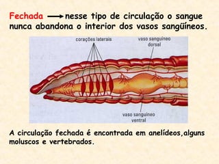 Fechada nesse tipo de circulação o sangue
nunca abandona o interior dos vasos sangüíneos.
A circulação fechada é encontrada em anelídeos,alguns
moluscos e vertebrados.
 