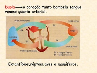 Dupla o coração tanto bombeia sangue
venoso quanto arterial.
Ex:anfíbios,répteis,aves e mamíferos.
 