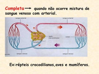 Completa quando não ocorre mistura de
sangue venoso com arterial.
Ex:répteis crocodilianos,aves e mamíferos.
 