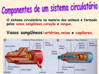 O sistema circulatório na maioria dos animais é formado
pelos vasos sangüíneos,coração e sangue.
Vasos sangüíneos:artérias,veias e capilares.
 