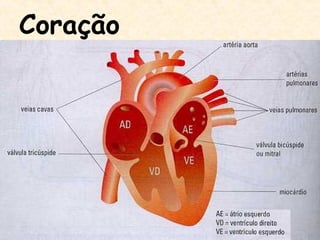 Coração
 