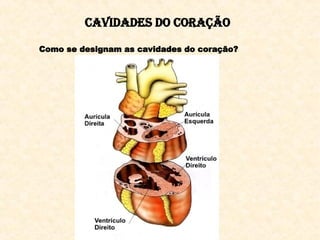 Cavidades do Coração
Como se designam as cavidades do coração?
 