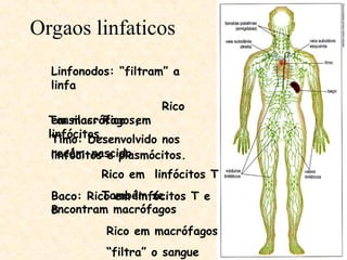 Orgaos linfaticos
Linfonodos: “filtram” a
linfa
Rico
em macrófagos,
linfócitos e plasmócitos.
Timo: Desenvolvido nos
recém-nascido
Rico em linfócitos T
Também se
encontram macrófagos
Baco: Rico em linfócitos T e
B
Rico em macrófagos
“filtra” o sangue
Tonsilas: Rico em
linfócitos.
 