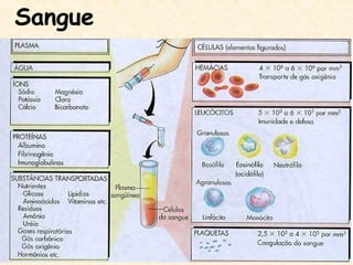Sangue
 